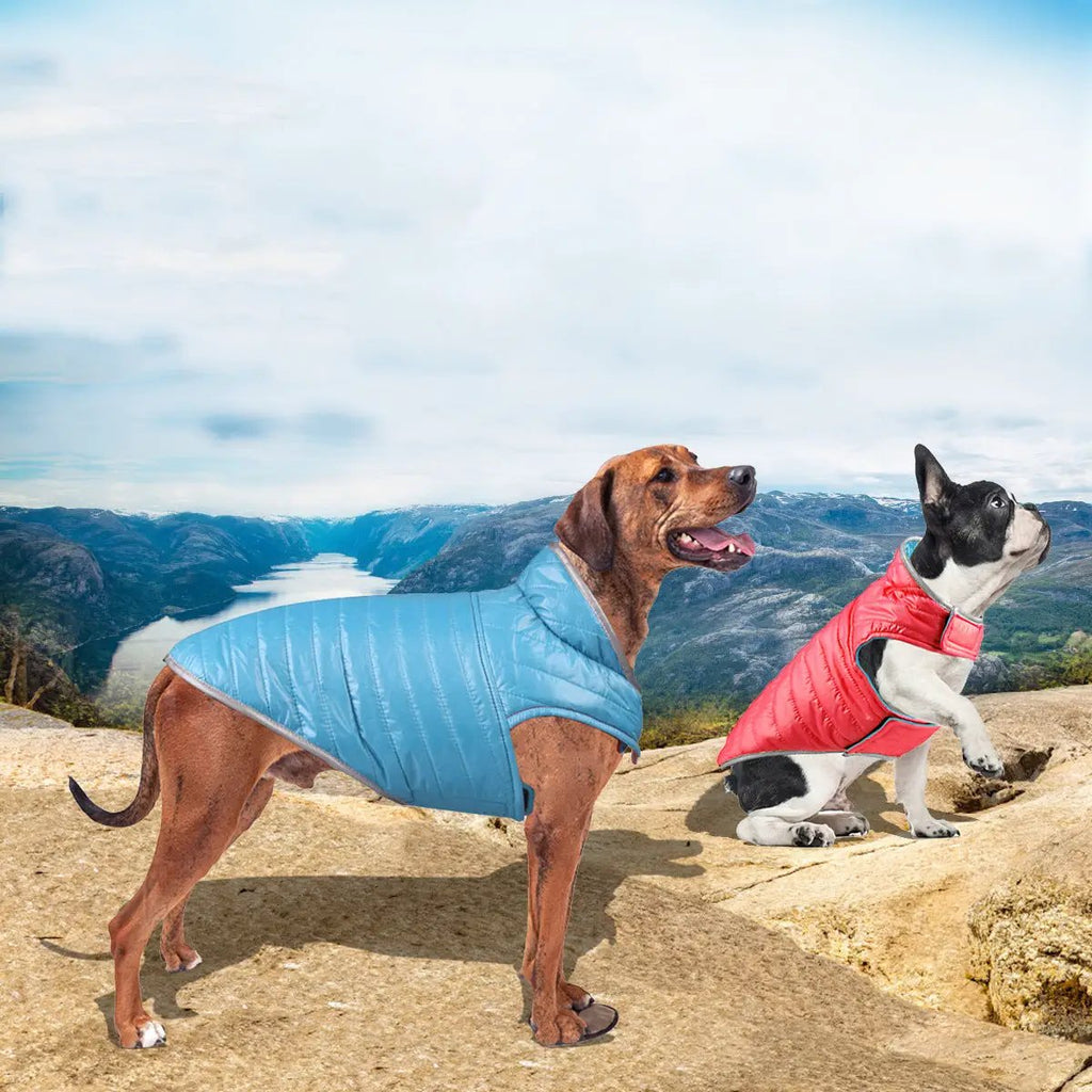 Dog Clothes Autumn Clothing Puppy Neckline Reflective Strip Sports Clothing Schnauzer Small And Medium-Sized Dog Double-Sided Cotton Vest by eprolo